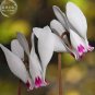 6 PCS Seeds Cyprus Cyclamen Hederifolium