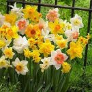 2 PCS Seeds Daffodil Bulbs Narcissus Aquatic Plants Double Flowers Light Fragrant 2 PCS Seeds Daffodil Bulbs Narcissus Aquatic Plants Double Flowers Light Fragrant