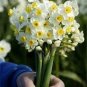 2 PCS Seeds Daffodil Bulbs Narcissus Aquatic Plants Double Flowers Light Fragrant