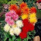 80 PCS Seeds DAHLIA CACTUS MIX Dahlia Pinnata Variabilis