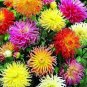 80 PCS Seeds DAHLIA CACTUS MIX Dahlia Pinnata Variabilis