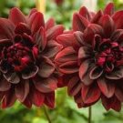200 PCS Seeds Dahlia Flower Plants Jardin Charming Outdoor & Indoor 200 PCS Seeds Dahlia Flower Plants Jardin Charming Outdoor & Indoor