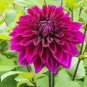 200 PCS Seeds Dahlia Flower Plants Jardin Charming Outdoor & Indoor