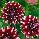 100 PCS Seeds Dahlia Flower Seeds Big Blooms Dark Red White Double Petails