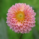 100 PCS Seeds Dahlia Flower Seeds Goldenish Red Double Flowers
