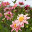 50 PCS Seeds Dahlia Flower Seeds Pink Flowers with Whitish Centre Sing Petals