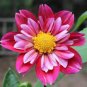 50 PCS Seeds Dahlia Flower Seeds Pink Flowers with Whitish Centre Sing Petals