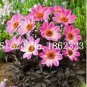 50 PCS Seeds Dahlia Flower Seeds Pink Flowers with Whitish Centre Sing Petals