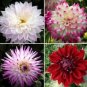 100 PCS Seeds Dahlia Mixed 9 Types Perennial Flower