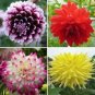 100 PCS Seeds Dahlia Mixed 9 Types Perennial Flower