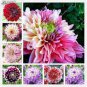 50 PCS Seeds Dahlia Tree Bonsai Flowers Colorful