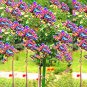 50 PCS Seeds Dahlia Tree Bonsai Flowers Colorful