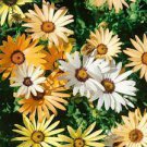 200 PCS Seeds Daisy Light Yellow Perennial Flower
