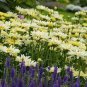 200 PCS Seeds Daisy Light Yellow Perennial Flower