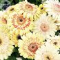 200 PCS Seeds Daisy Light Yellow Perennial Flower