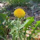 100 PCS Seeds Dandelion Tortoise Seeds Wildflower