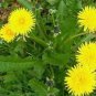 100 PCS Seeds Dandelion Tortoise Seeds Wildflower