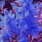 100 PCS Seeds Dark Blue Astilbe Chinensis Perennial Flower