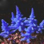 100 PCS Seeds Dark Blue Astilbe Chinensis Perennial Flower
