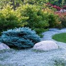 100 PCS Seeds Dark Blue Creeping Thyme ROCK CRESS Ground Cover Flower