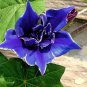 50 PCS Seeds Dark Blue Japanese Morning Glory