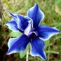50 PCS Seeds Dark Blue Japanese Morning Glory