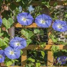 50 PCS Seeds Dark Blue Morning Glory Seeds Ipomoea Tricolor 'Heavenly Blue' Very Easy to Grow 50 PCS Seeds Dark Blue Morning Glory Seeds Ipomoea Tricolor 'Heavenly Blue' Very Easy to Grow