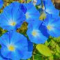 50 PCS Seeds Dark Blue Morning Glory Seeds Ipomoea Tricolor 'Heavenly Blue' Very Easy to Grow
