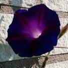 30 PCS Seeds Dark Blue Morning Glory with bright eyes Climbing Flowers 30 PCS Seeds Dark Blue Morning Glory with bright eyes Climbing Flowers