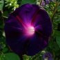 30 PCS Seeds Dark Blue Morning Glory with bright eyes Climbing Flowers