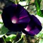 30 PCS Seeds Dark Blue Morning Glory with bright eyes Climbing Flowers