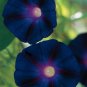 30 PCS Seeds Dark Blue Morning Glory with bright eyes Climbing Flowers