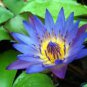 1 PCS Seeds Dark Blue Nymphaea Caerulea China Water Lily
