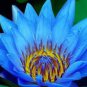 1 PCS Seeds Dark Blue Nymphaea Caerulea China Water Lily