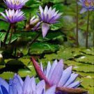 1 PCS Seeds Dark Blue Nymphaea Caerulea China Water Lily Pad Flower Pond 1 PCS Seeds Dark Blue Nymphaea Caerulea China Water Lily Pad Flower Pond