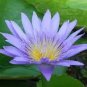 1 PCS Seeds Dark Blue Nymphaea Caerulea China Water Lily Pad Flower Pond