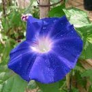 50 PCS Seeds Dark Blue Pink Heart Morning Glory Ipomoea Nil Climbing Flower 50 PCS Seeds Dark Blue Pink Heart Morning Glory Ipomoea Nil Climbing Flower