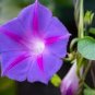 50 PCS Seeds Dark Blue Pink Heart Morning Glory Ipomoea Nil Climbing Flower