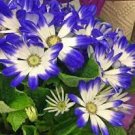 30 PCS Seeds Dark Blue White Florist's Cineraria F2