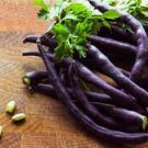 15 PCS Seeds Dark Bush Bean 'Royal Burgundy' Phaseolus vulgaris 15 PCS Seeds Dark Bush Bean 'Royal Burgundy' Phaseolus vulgaris