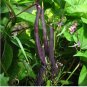 15 PCS Seeds Dark Bush Bean 'Royal Burgundy' Phaseolus vulgaris