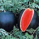20 PCS Seeds Dark Gray Skin Red Watermelon 20 PCS Seeds Dark Gray Skin Red Watermelon