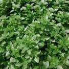 100 PCS Seeds Dark Green Dwarf Basil 'Pluto' Seeds Annual Herb