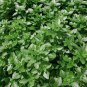 100 PCS Seeds Dark Green Dwarf Basil 'Pluto' Seeds Annual Herb