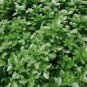 100 PCS Seeds Dark Green Dwarf Basil 'Pluto' Seeds Annual Herb