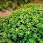 100 PCS Seeds Dark Green Dwarf Basil 'Pluto' Seeds Annual Herb