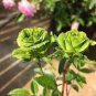 50 PCS Seeds Dark Green European Rose Bush Seed Fragrant Flower Garden Plant