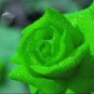 50 PCS Seeds Dark Green European Rose Bush Seed Fragrant Flower Garden Plant