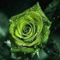 50 PCS Seeds Dark Green European Rose Bush Seed Fragrant Flower Garden Plant