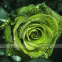 50 PCS Seeds Dark Green European Rose Bush Seed Fragrant Flower Garden Plant